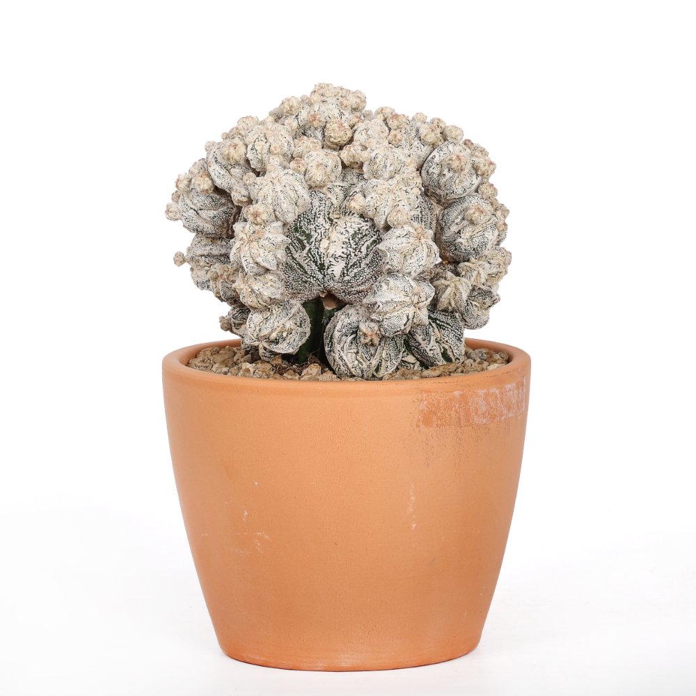 Astrophytum myriostigma Fukuryu Hakuun Ø 15 cm