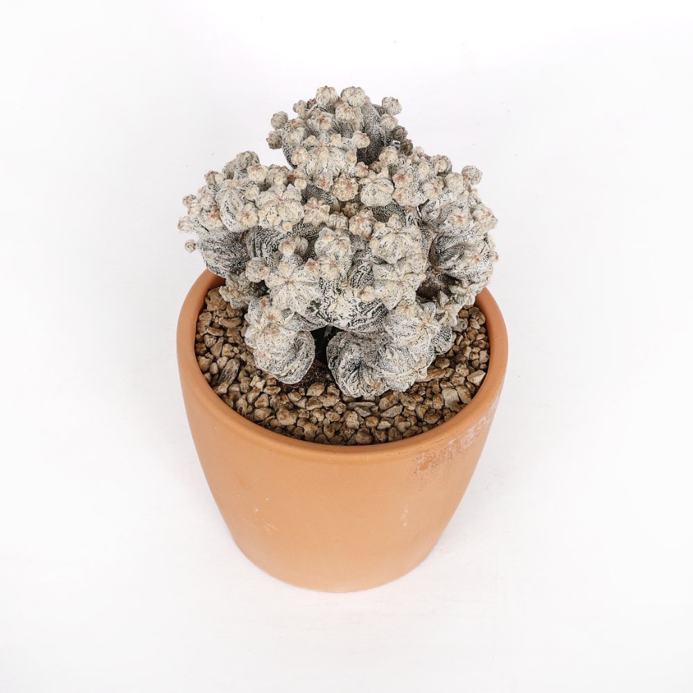 Astrophytum myriostigma Fukuryu Hakuun Ø 15 cm