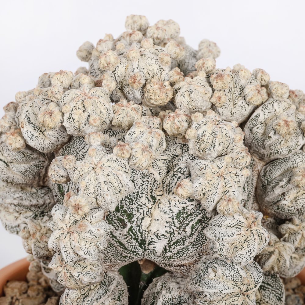 Astrophytum myriostigma Fukuryu Hakuun Ø 15 cm