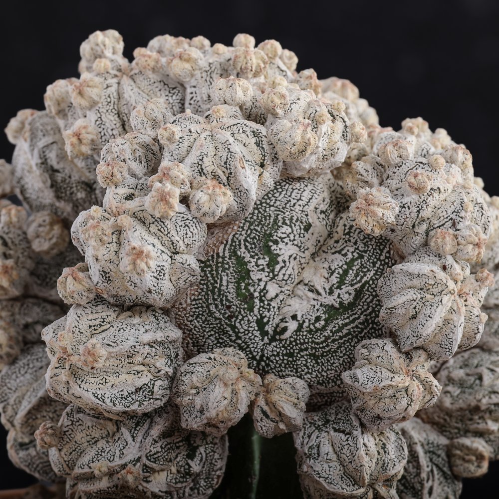 Astrophytum myriostigma Fukuryu Hakuun Ø 15 cm