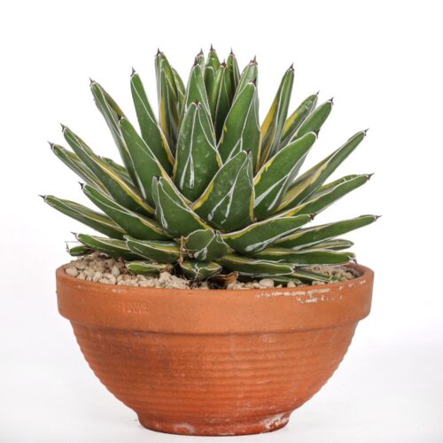Agave victoriae-reginae f. variegata Ø 21
