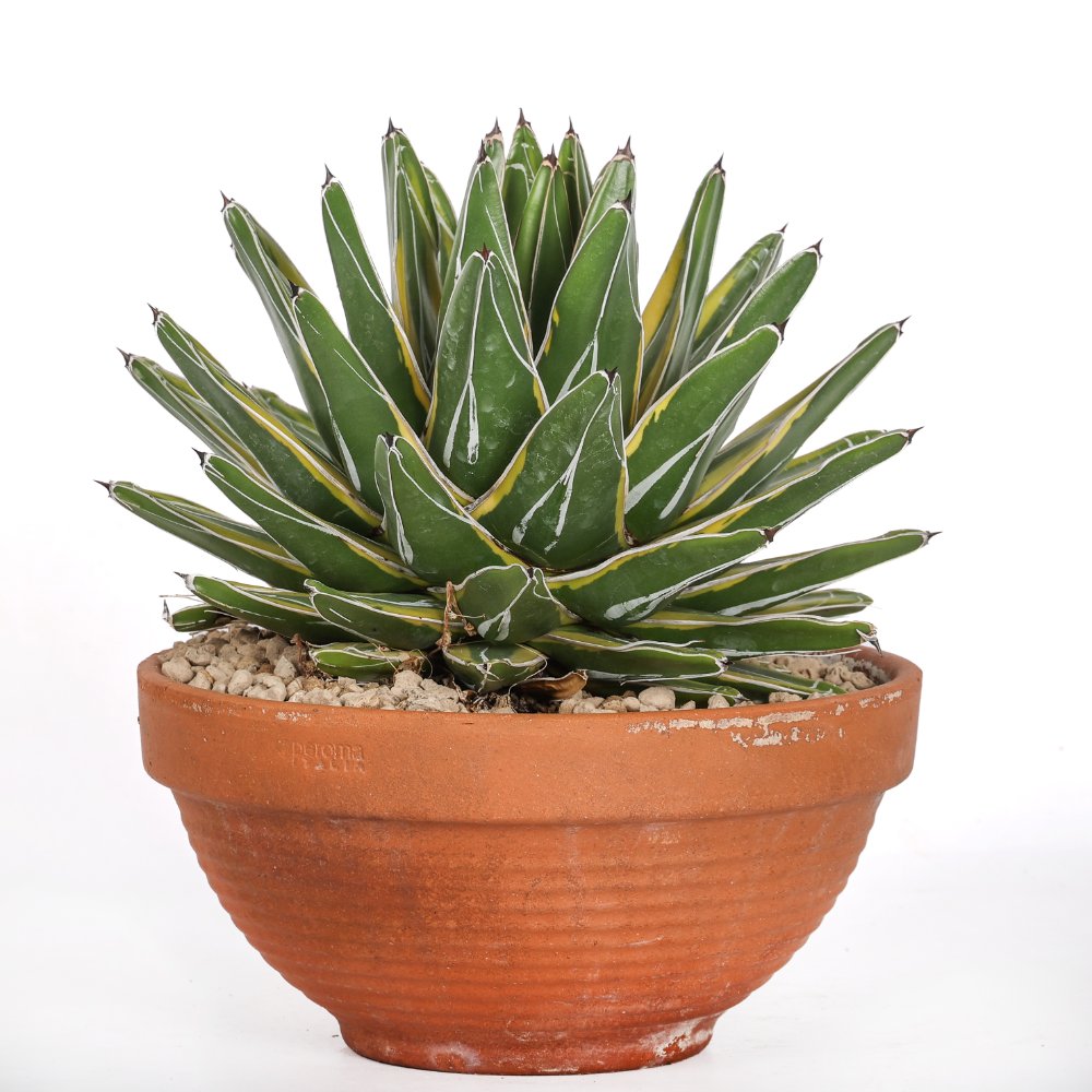 Agave victoriae-reginae f. variegata Ø 21