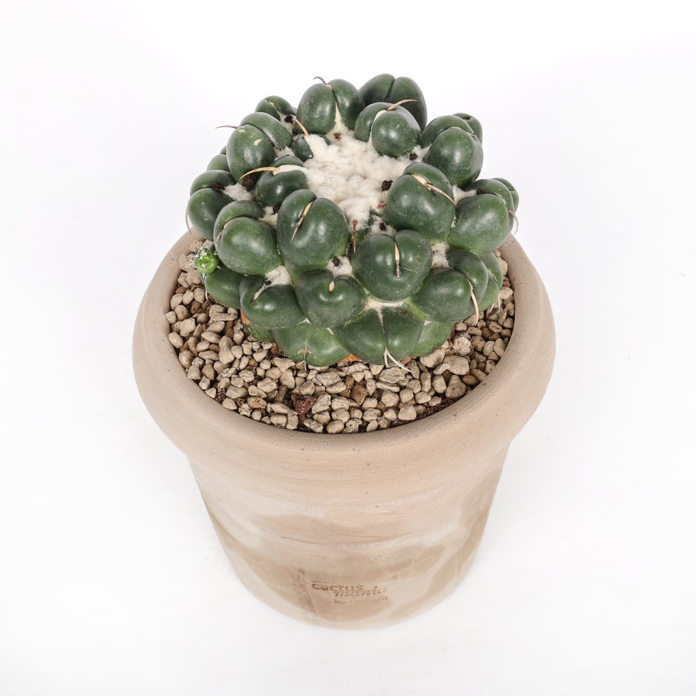 Coryphantha elephantidens cv. Tanshi Zougemaru inermis Ø 18 cm