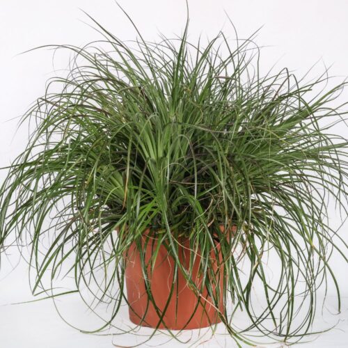 Puya mirabilis Ø 35 cm