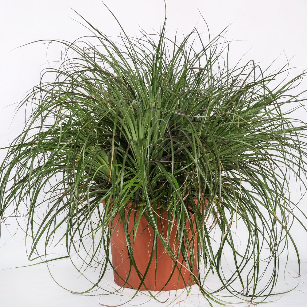 Puya mirabilis Ø 35 cm