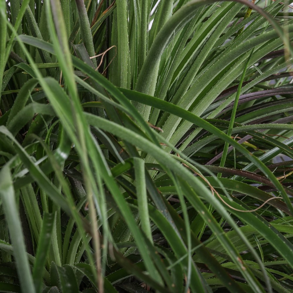 Puya mirabilis Ø 35 cm