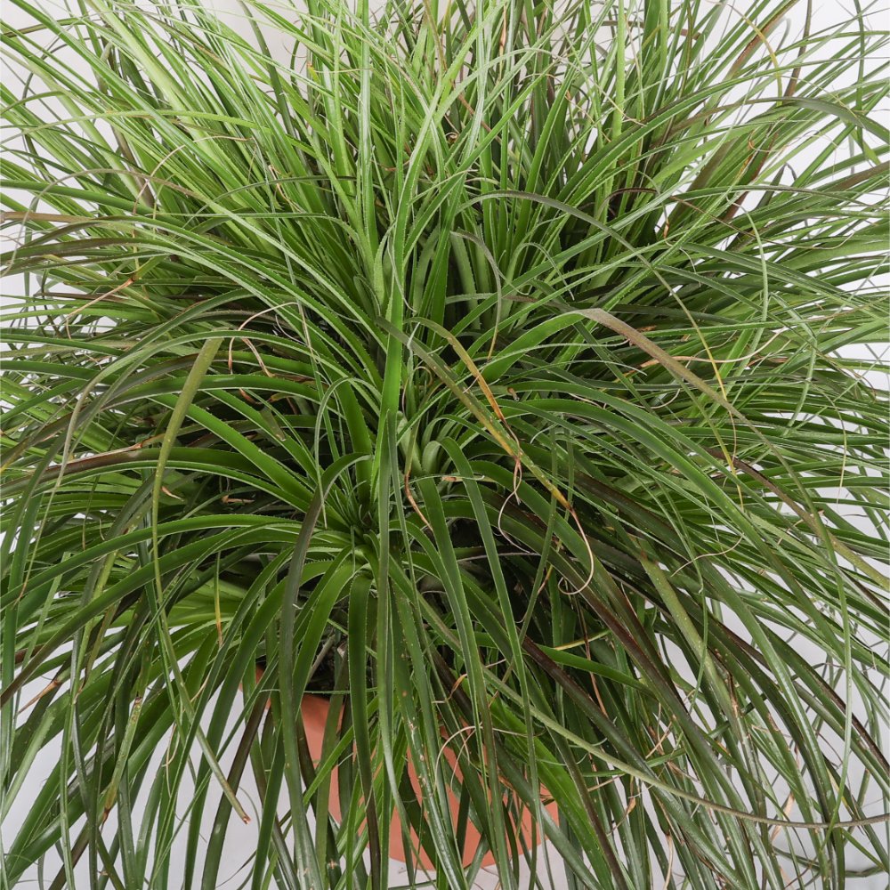 Puya mirabilis Ø 35 cm