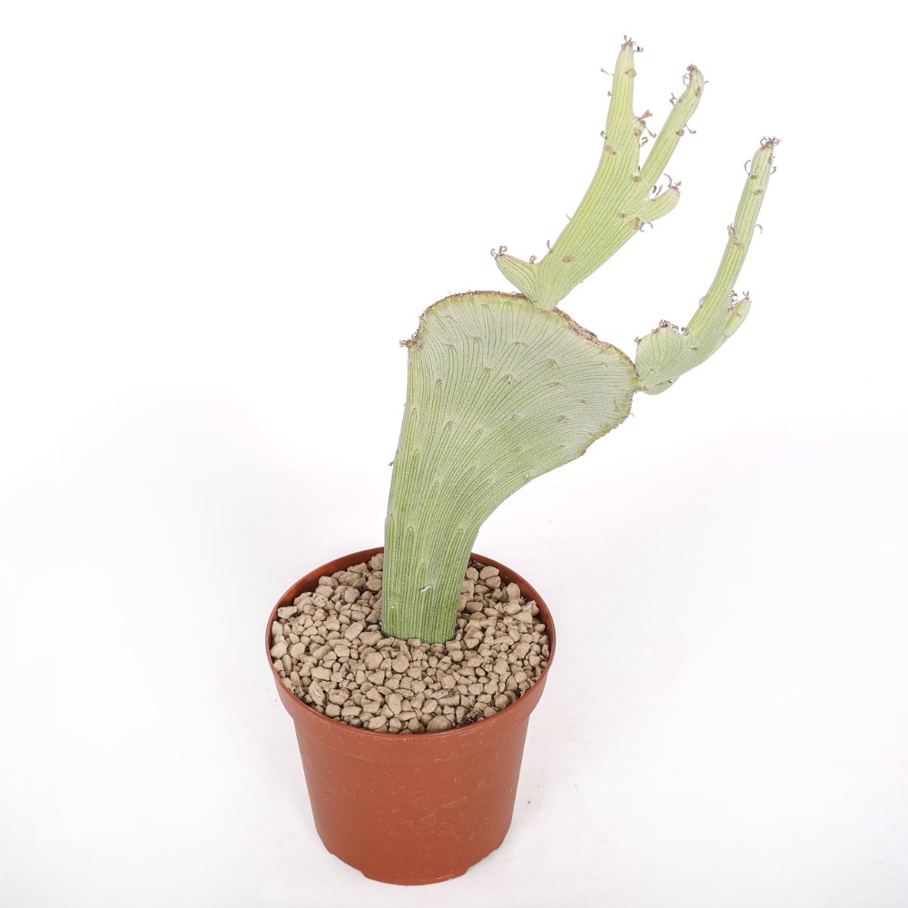 Senecio anteuphorbium f. crestata Ø 14
