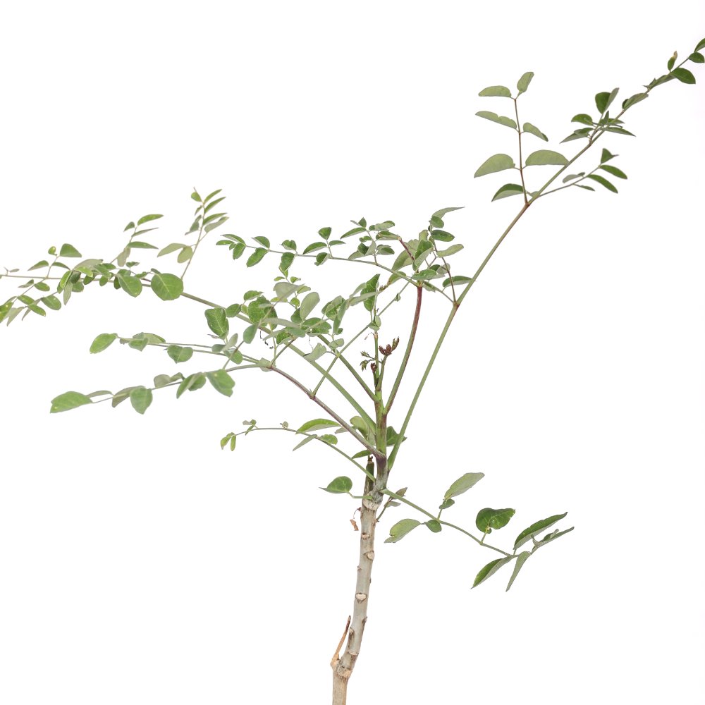Moringa drouhardii Ø 16 cm
