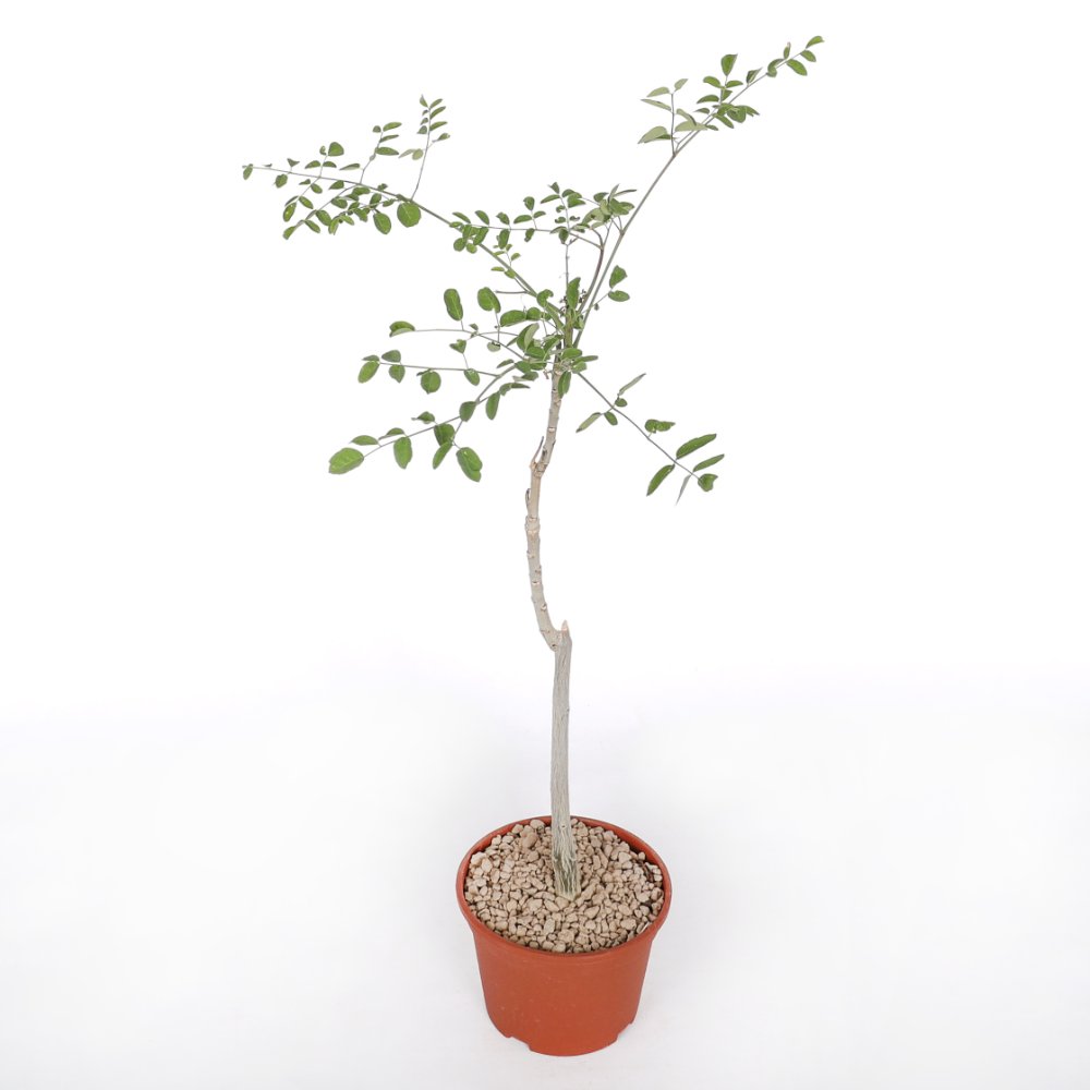 Moringa drouhardii Ø 16 cm