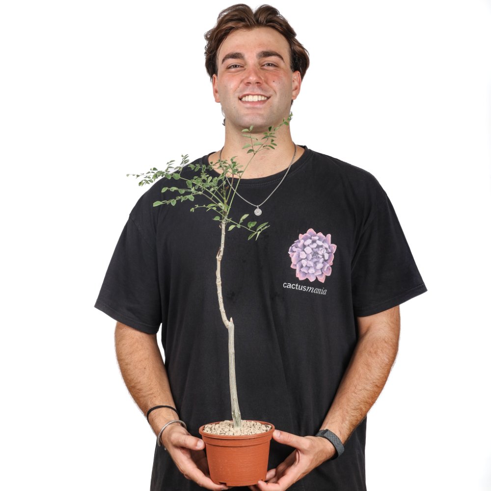 Moringa drouhardii Ø 16 cm