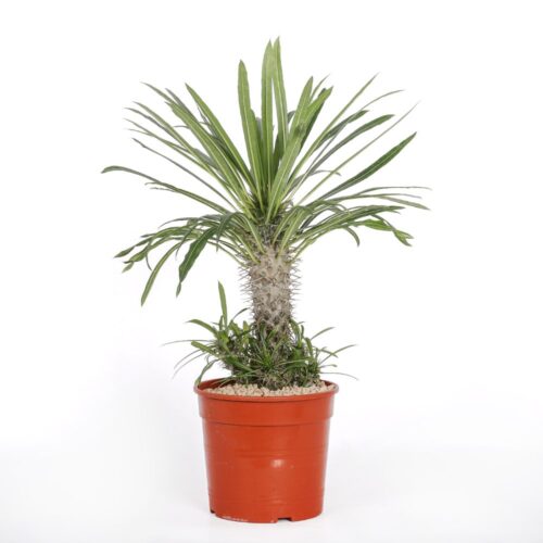 Pachypodium lamerei (Palma del Madagascar) Ø 17 cm
