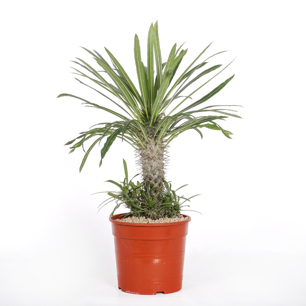 Pachypodium lamerei (Palma del Madagascar) Ø 17 cm