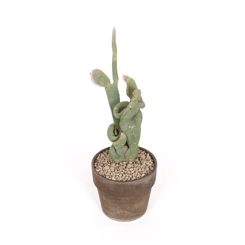 Pedilanthus macrocarpus f. crestata Ø 14