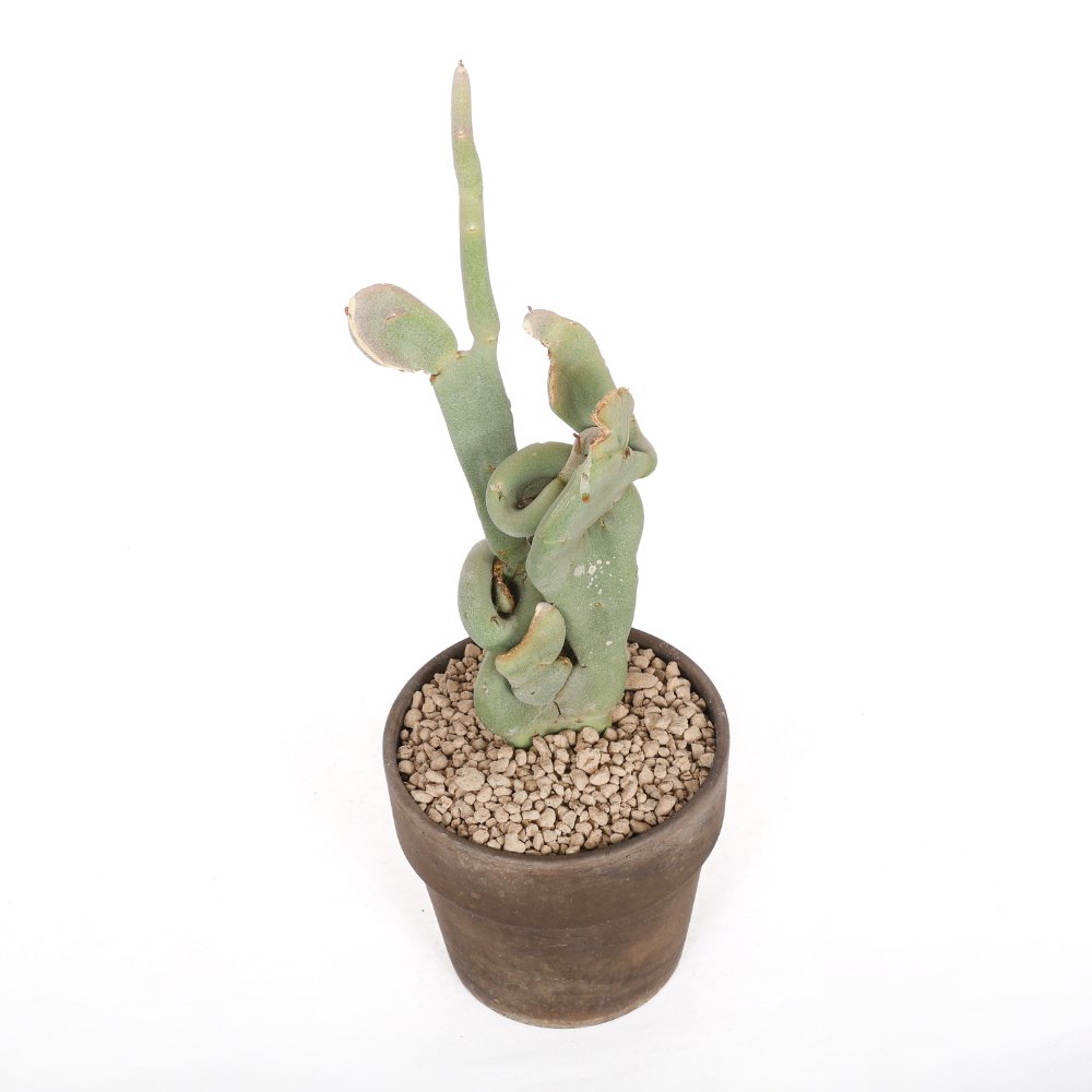 Pedilanthus macrocarpus f. crestata Ø 14