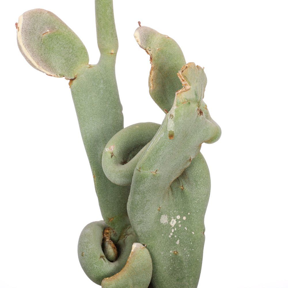 Pedilanthus macrocarpus f. crestata Ø 14