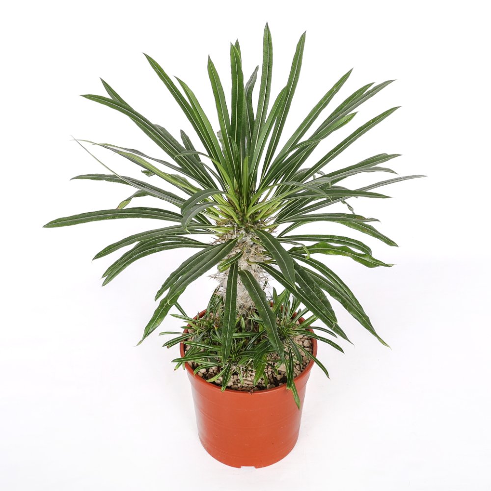 Pachypodium lamerei (Palma del Madagascar) Ø 17 cm