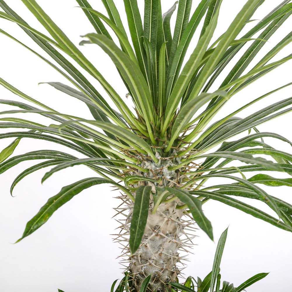 Pachypodium lamerei (Palma del Madagascar) Ø 17 cm