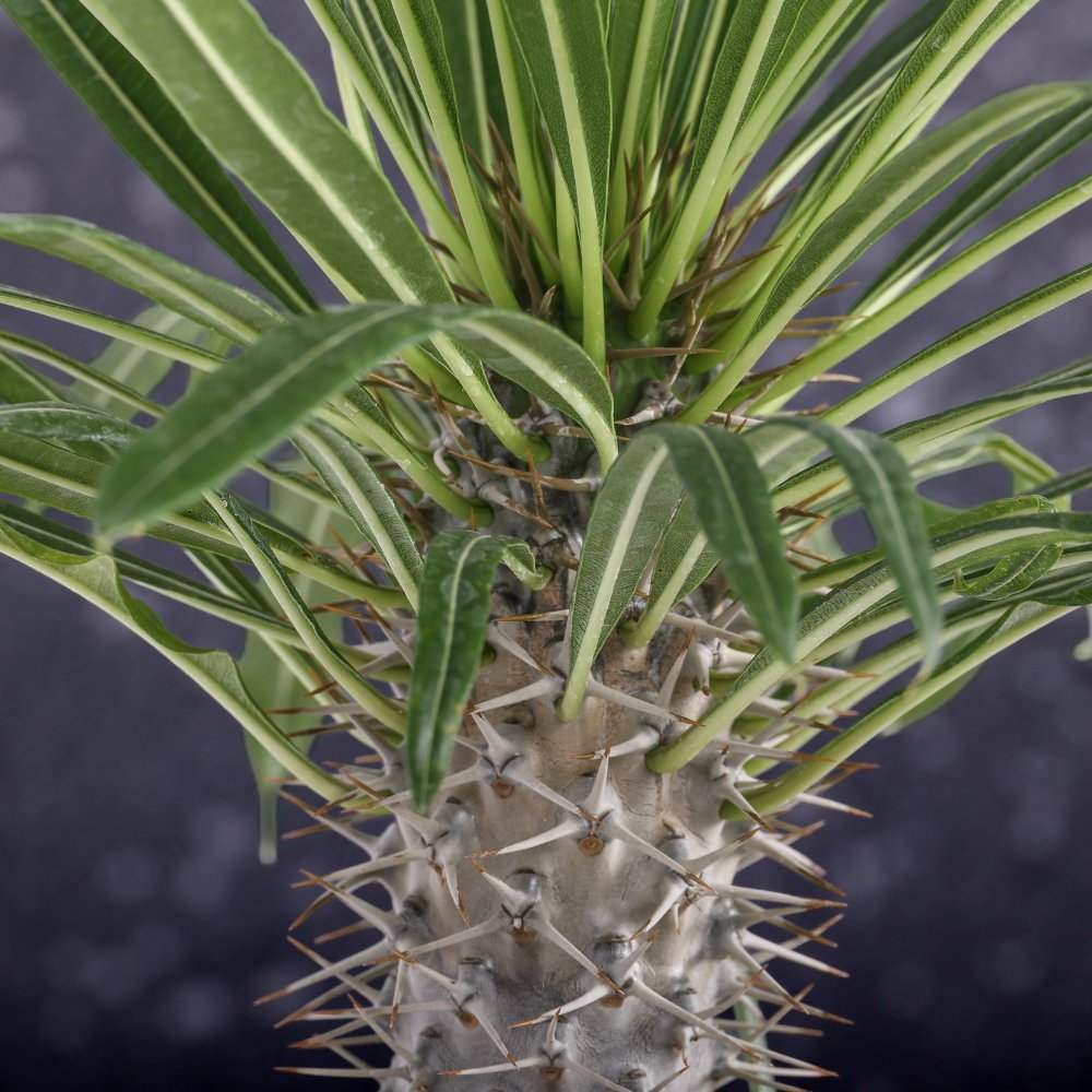 Pachypodium lamerei (Palma del Madagascar) Ø 17 cm