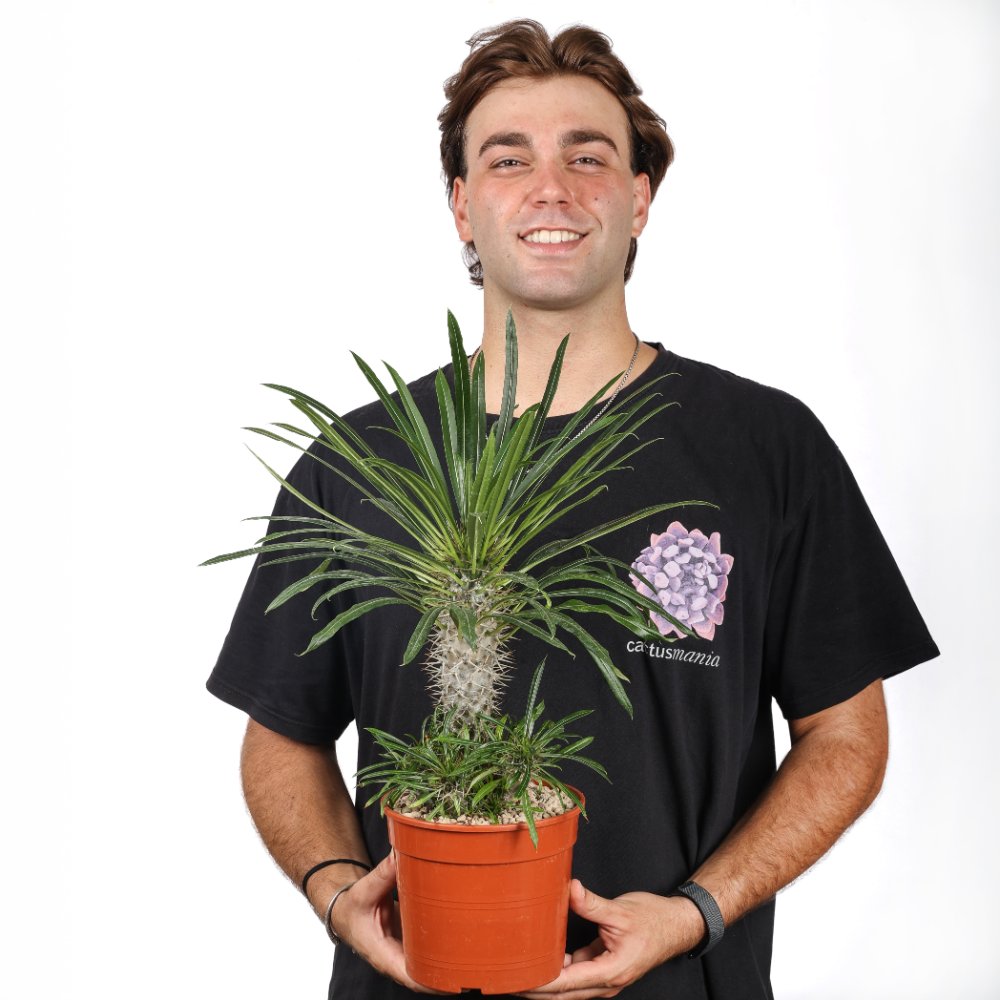 Pachypodium lamerei (Palma del Madagascar) Ø 17 cm