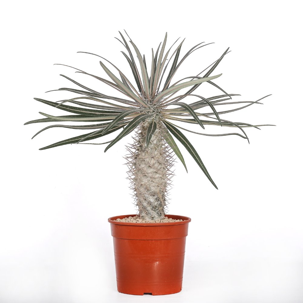Pachypodium geayi Ø 17