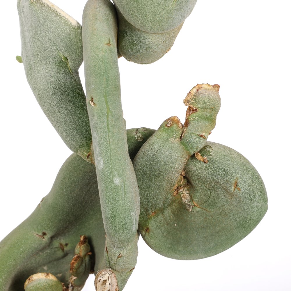Pedilanthus macrocarpus f. crestata Ø 14