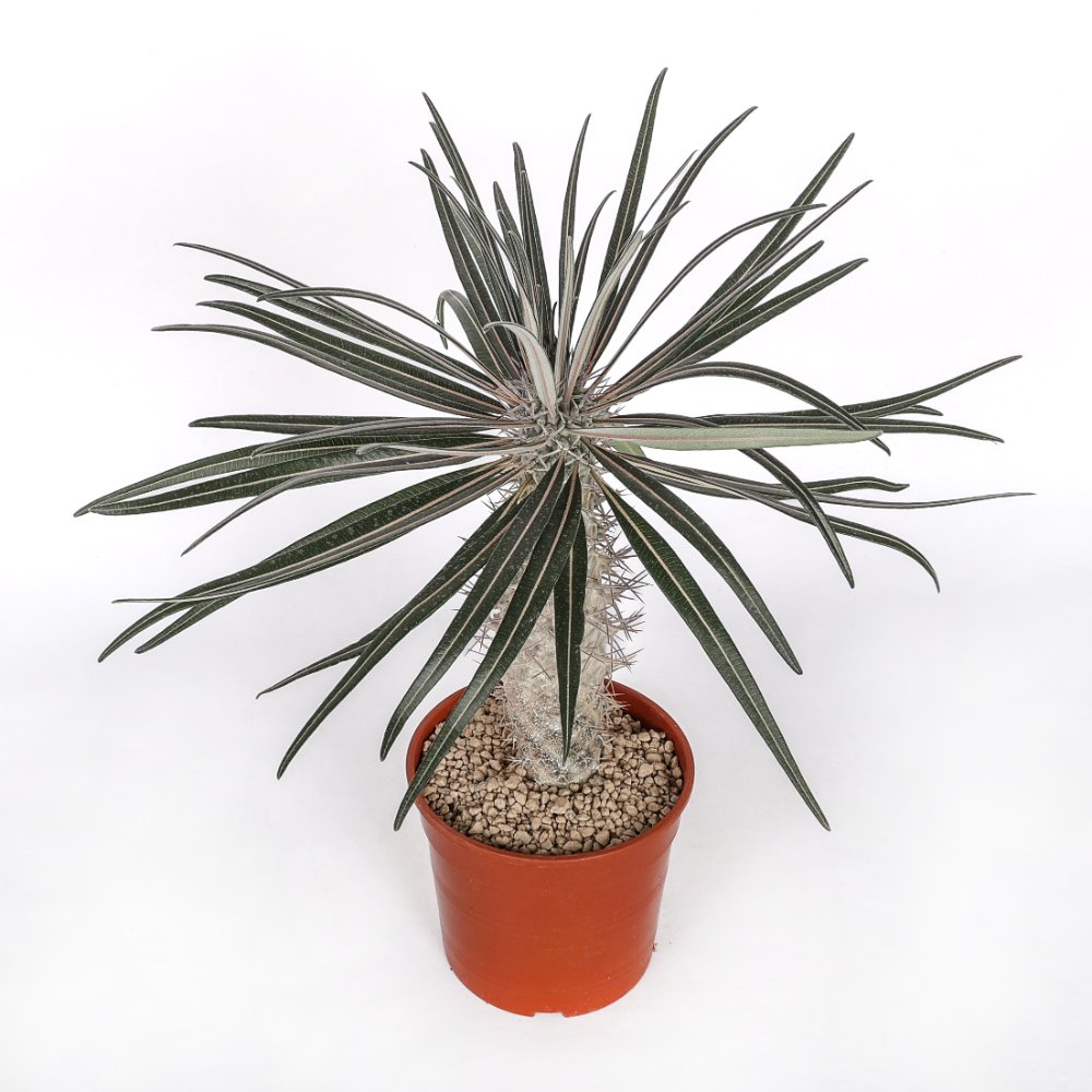 Pachypodium geayi Ø 17