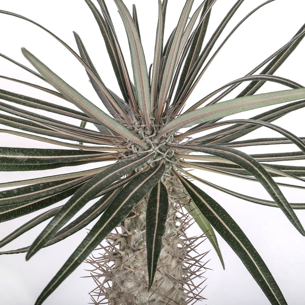 Pachypodium geayi Ø 17
