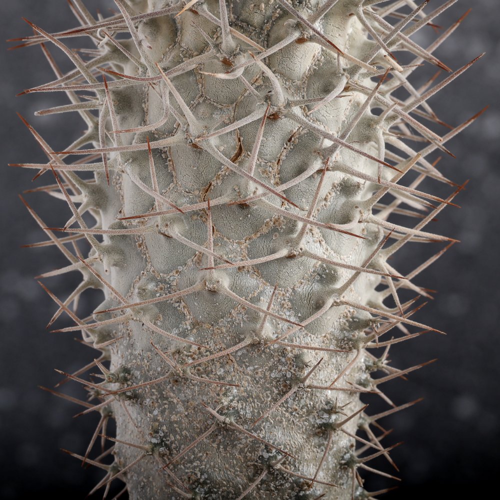 Pachypodium geayi Ø 17
