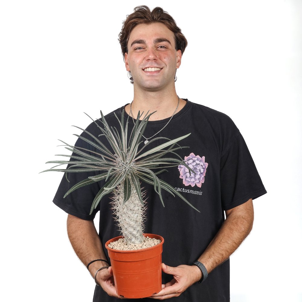 Pachypodium geayi Ø 17