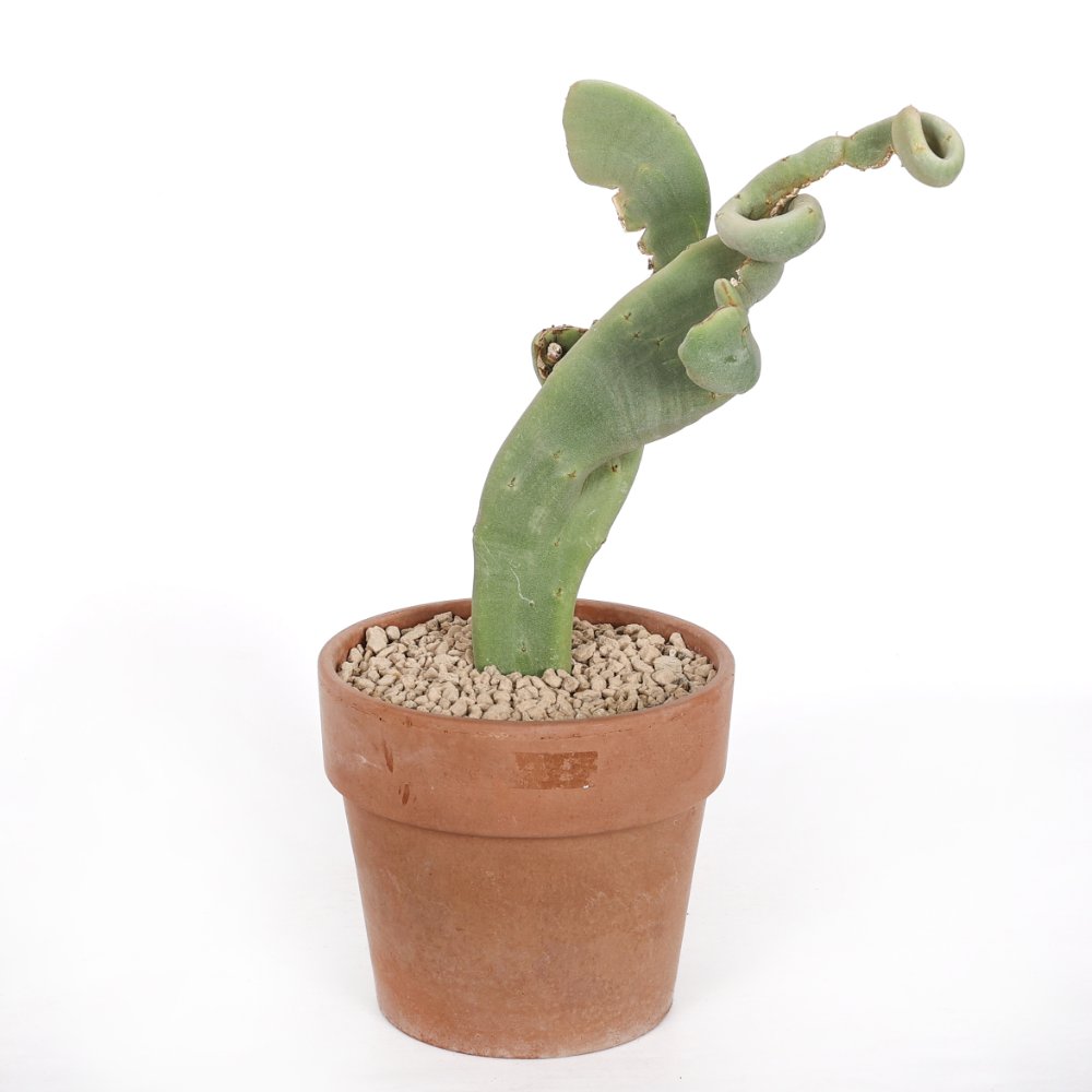 Pedilanthus macrocarpus f. crestata Ø 17