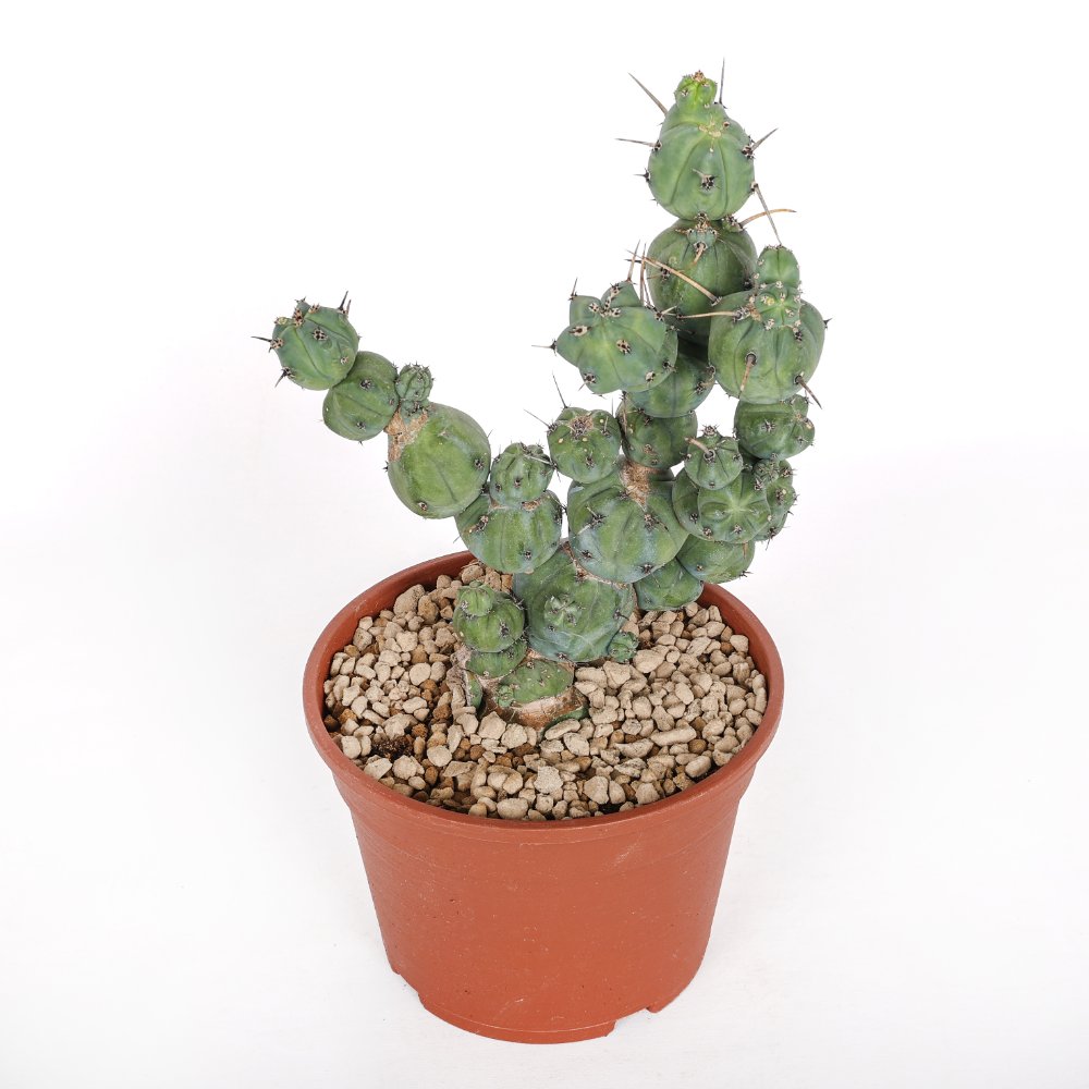 Myrtillocactus geometrizans ‘Stacker’ Ø 20