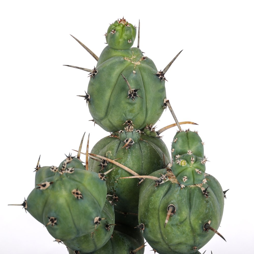 Myrtillocactus geometrizans ‘Stacker’ Ø 20
