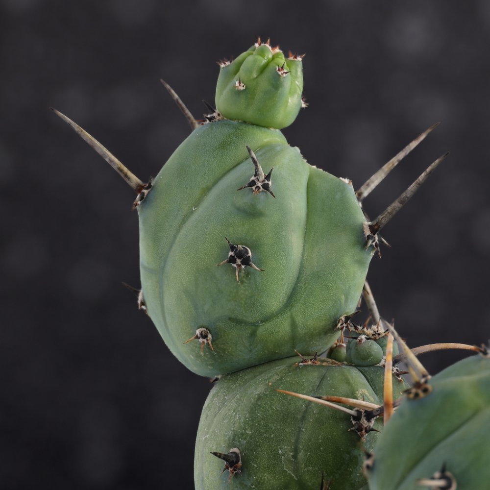 Myrtillocactus geometrizans ‘Stacker’ Ø 20
