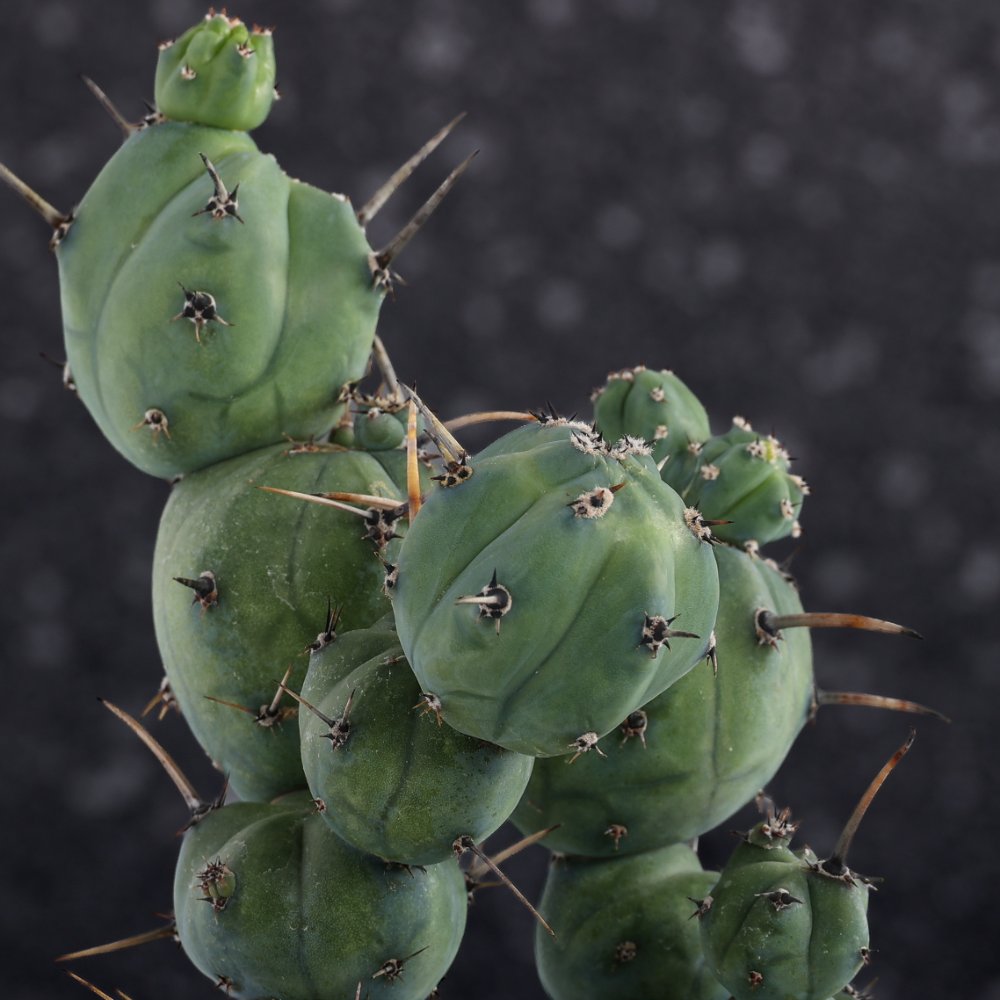 Myrtillocactus geometrizans ‘Stacker’ Ø 20