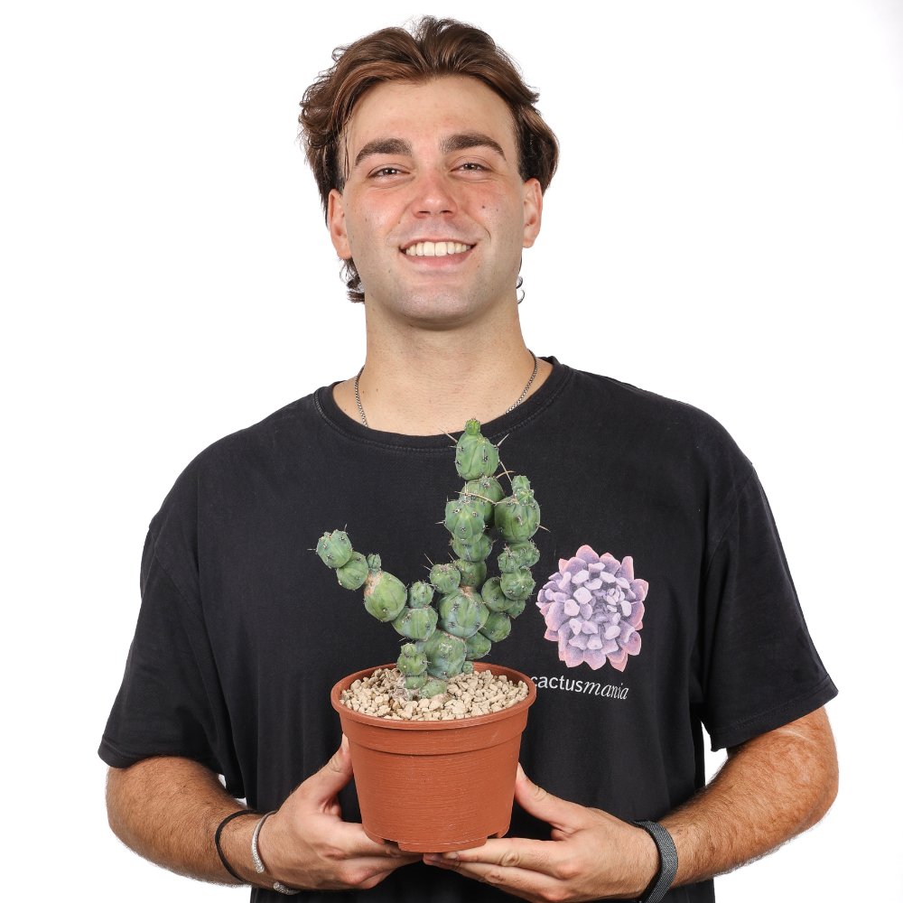 Myrtillocactus geometrizans ‘Stacker’ Ø 20