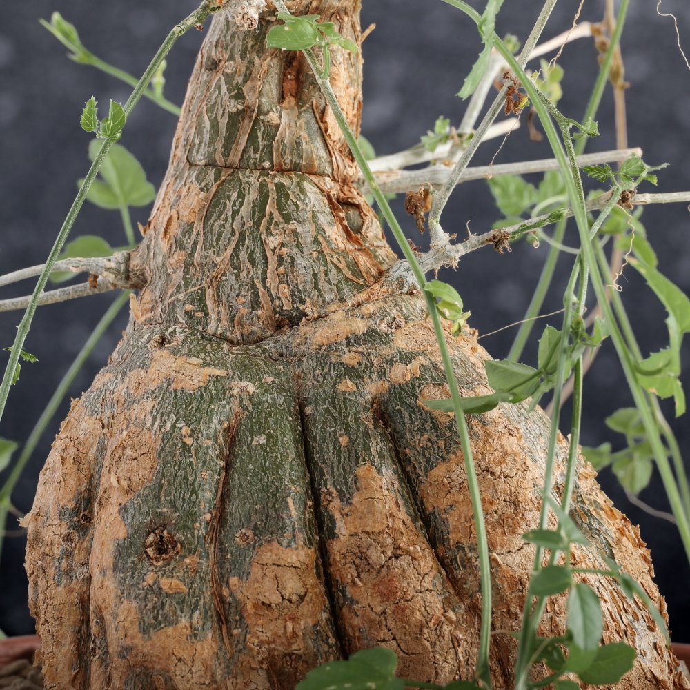 Momordica rostrata Ø 20
