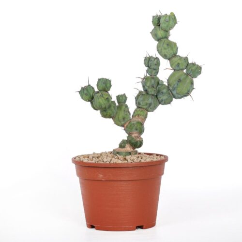 Myrtillocactus geometrizans ‘Stacker’ Ø 20