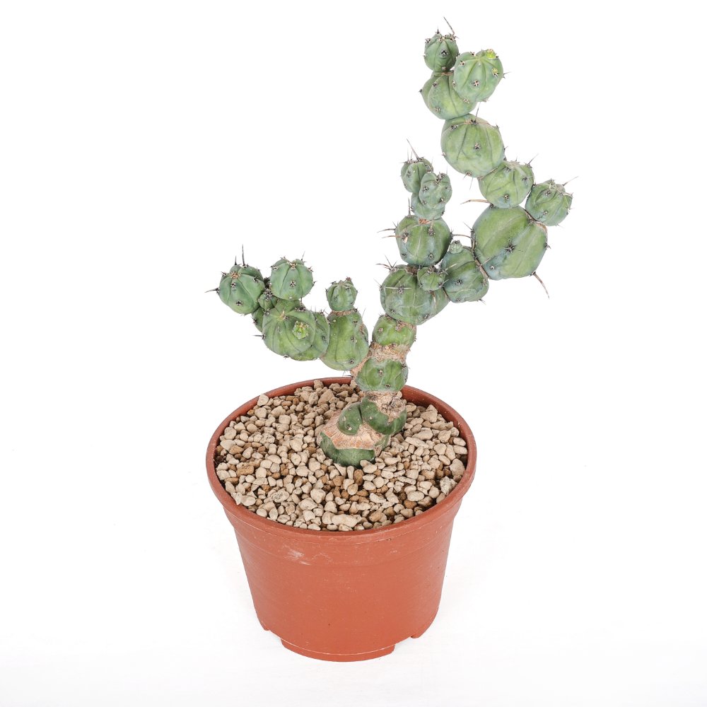 Myrtillocactus geometrizans ‘Stacker’ Ø 20