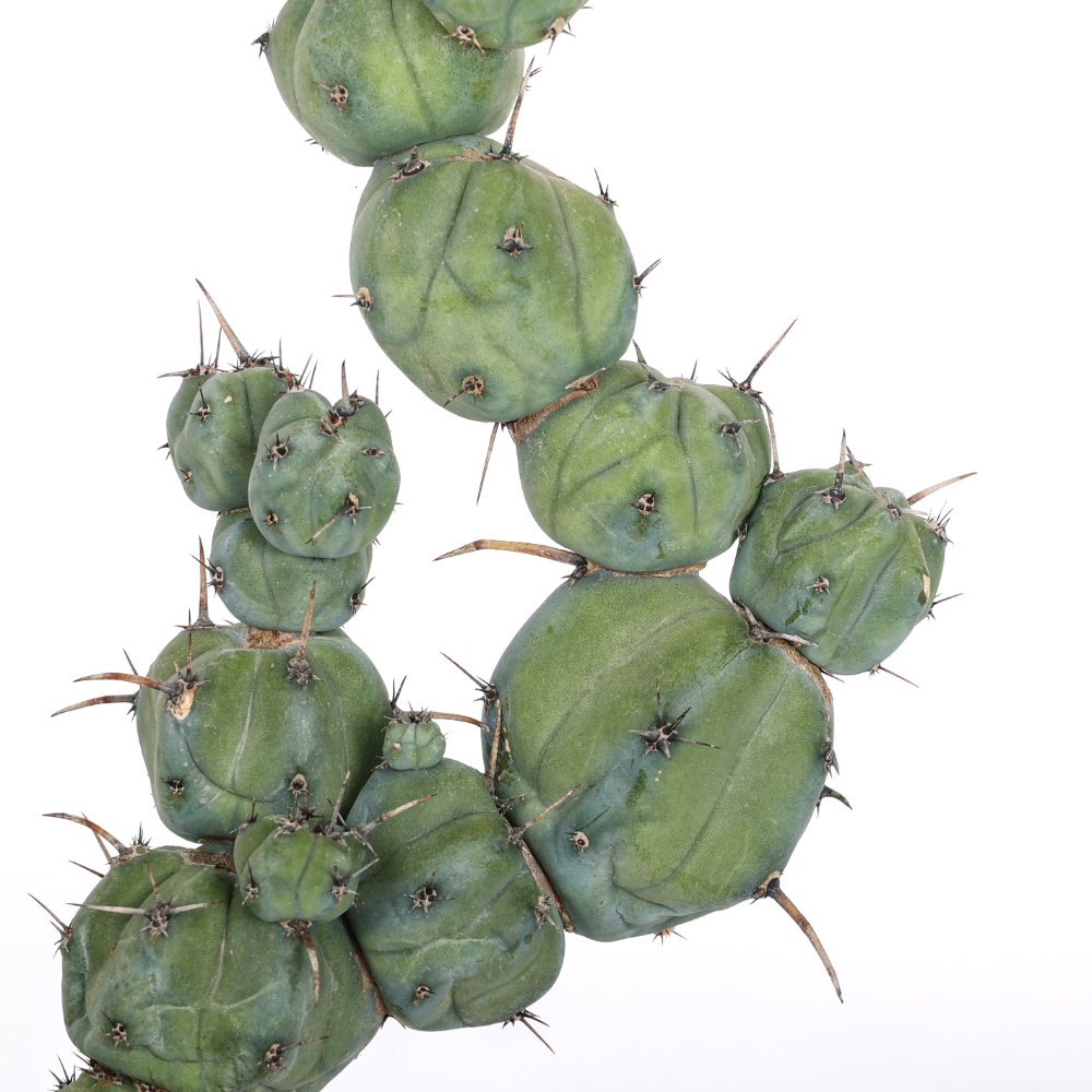 Myrtillocactus geometrizans ‘Stacker’ Ø 20