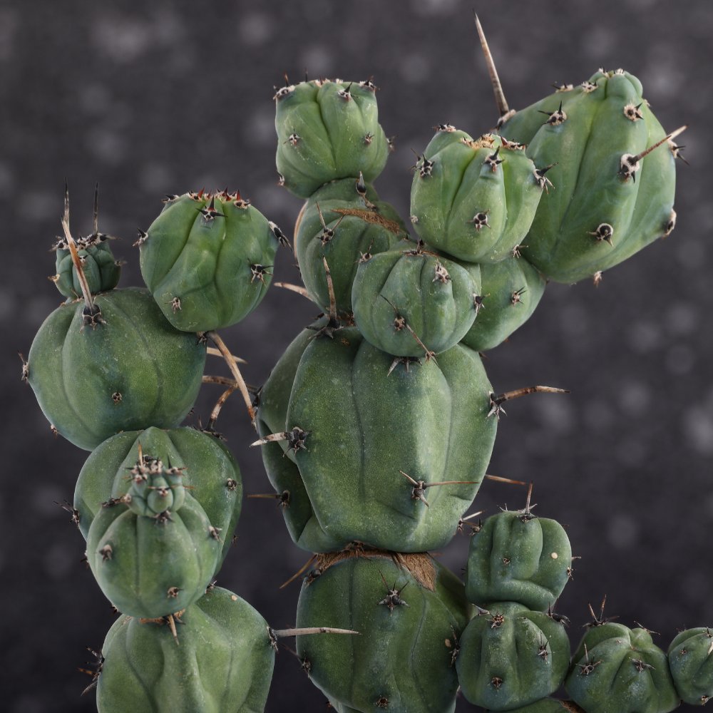 Myrtillocactus geometrizans ‘Stacker’ Ø 20