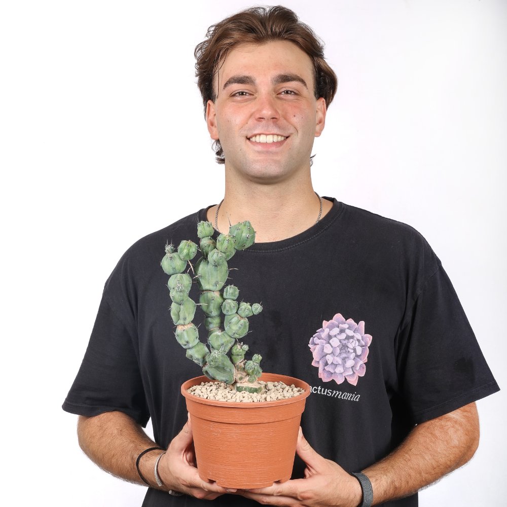 Myrtillocactus geometrizans ‘Stacker’ Ø 20