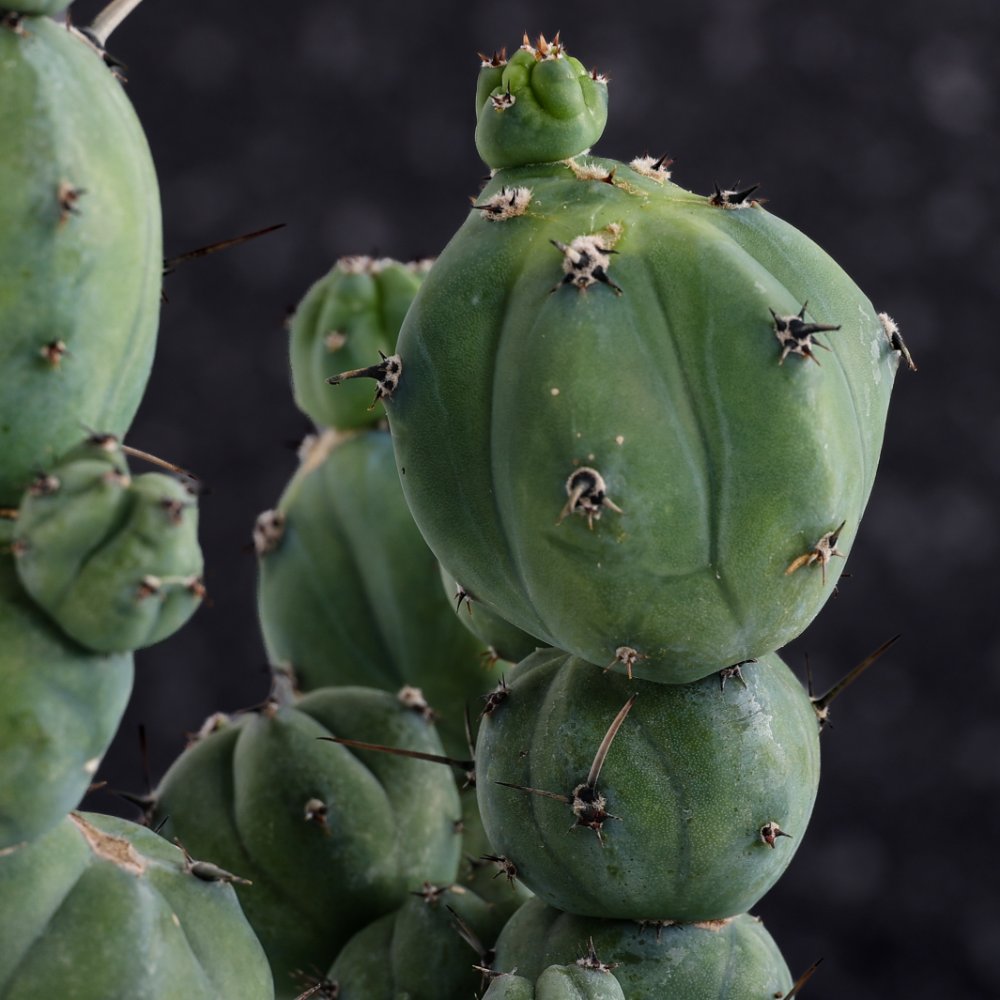 Myrtillocactus geometrizans ‘Stacker’ Ø 20