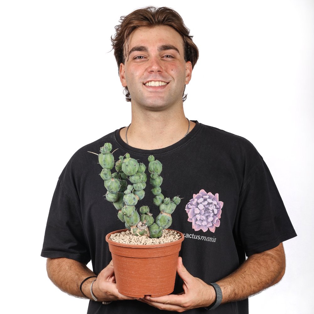 Myrtillocactus geometrizans ‘Stacker’ Ø 20