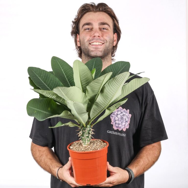 Euphorbia viguieri Ø 17 cm