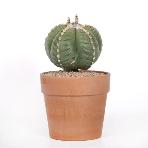 Astrophytum myriostigma cv. kikko nudum Ø 21