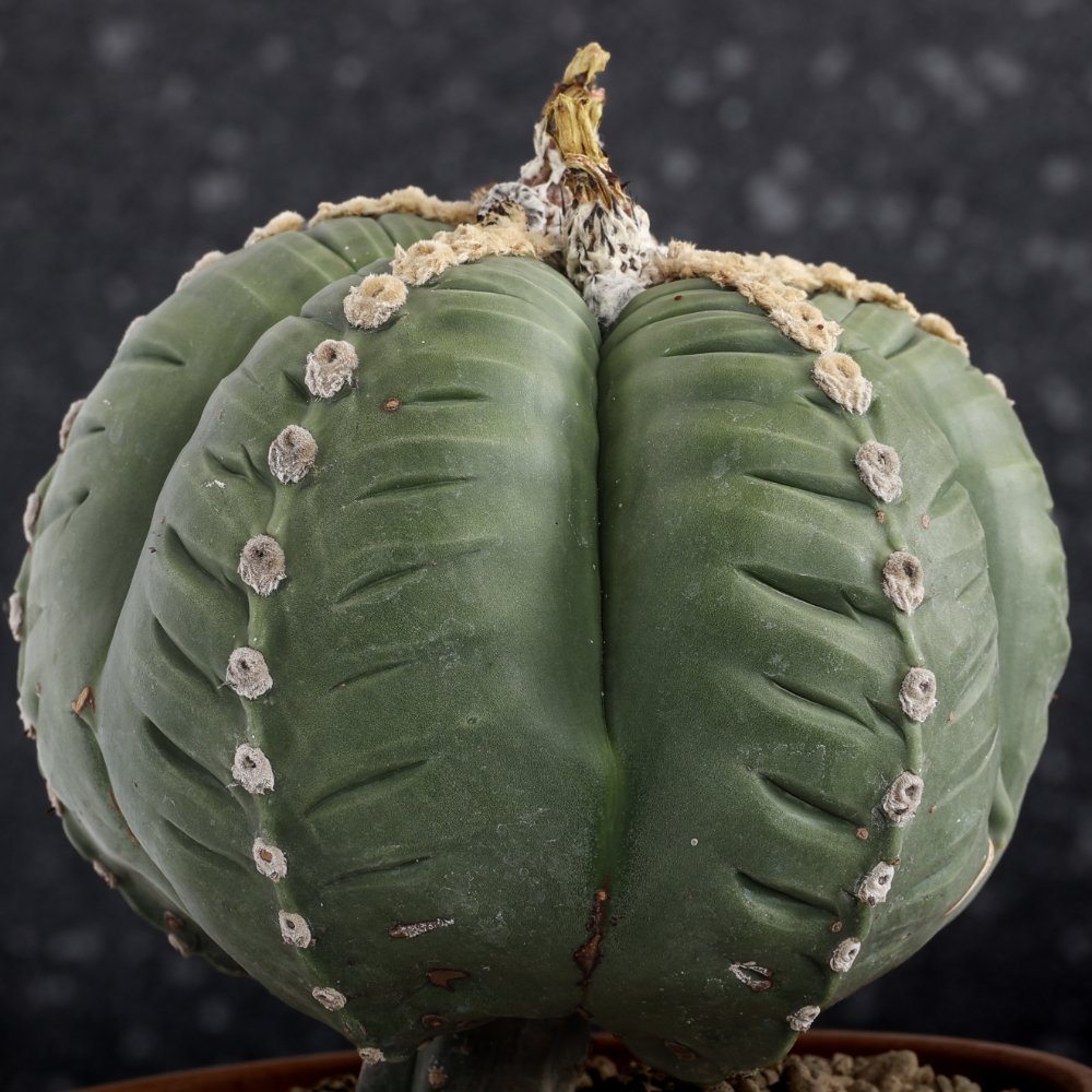 Astrophytum myriostigma cv. kikko nudum Ø 21