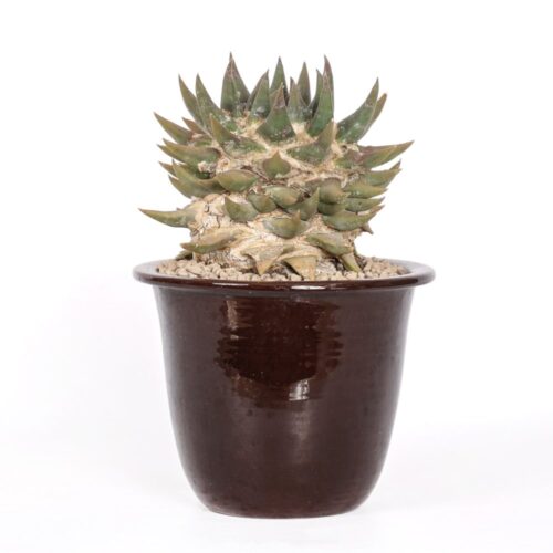 Ariocarpus trigonus Ø 18