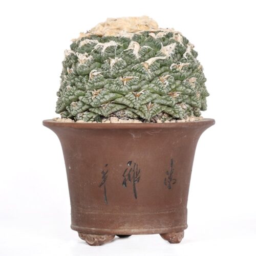 Ariocarpus fissuratus Ø 17