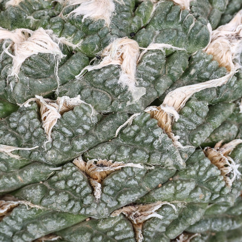 Ariocarpus fissuratus Ø 17